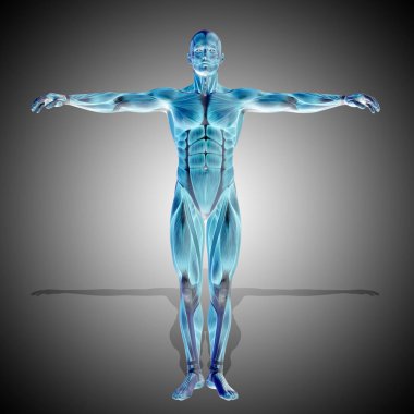 güçlü insan anatomi vücut kasları ile