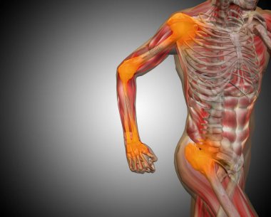 gri arka plan üzerinde insan anatomisi