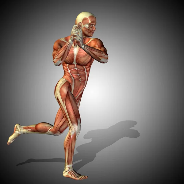 Анатомическое тело с мускулами сильного человека — стоковое фото