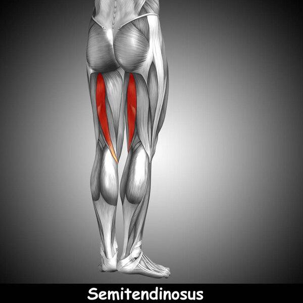 анатомия верхней ноги человека
