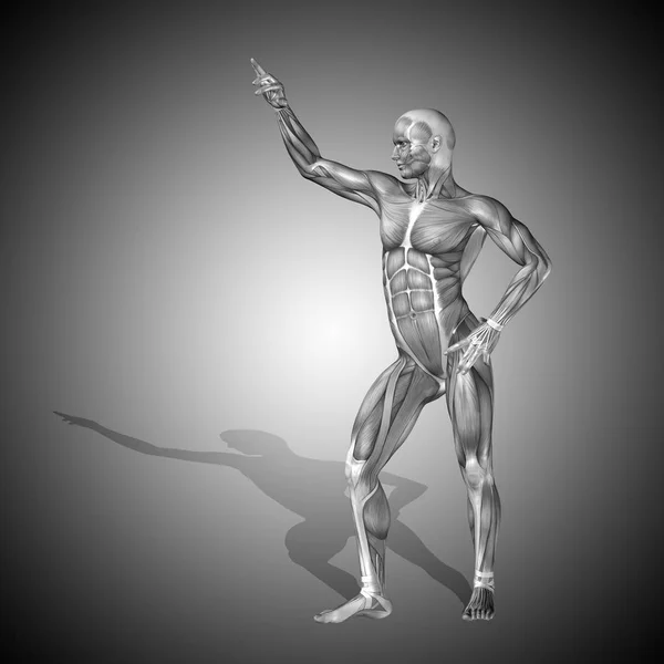 Corpo de anatomia com músculos de humano forte — Fotografia de Stock