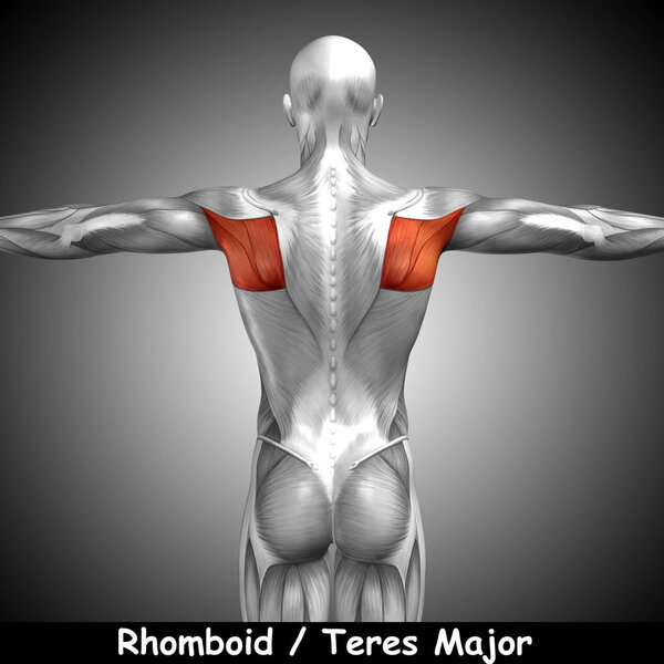 анатомия спины человека
