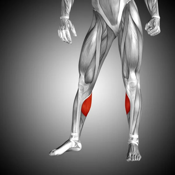 Анатомія нижньої ноги людини — стокове фото