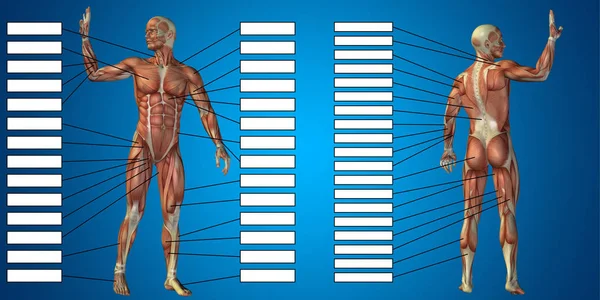 Anatomia humana com caixa de texto — Fotografia de Stock