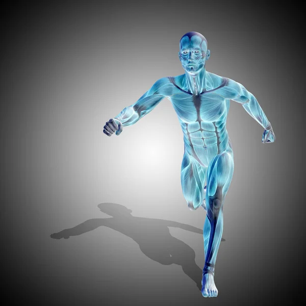 Anatomy body with muscles of strong human — Stock Photo, Image