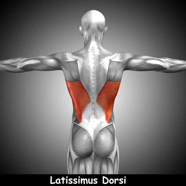 Anatomia das costas humana — Fotografia de Stock