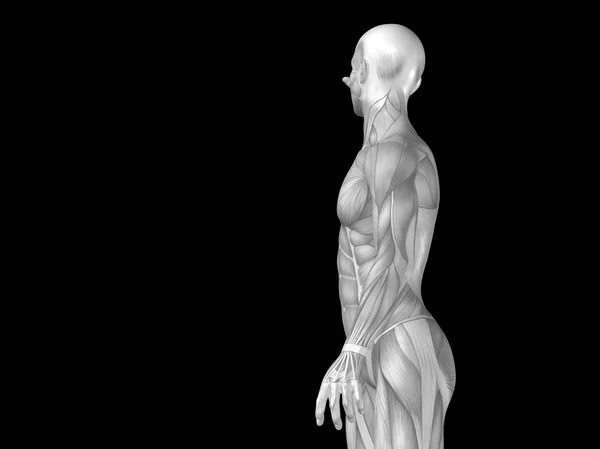 Anatomischer Körper mit Muskeln — Stockfoto