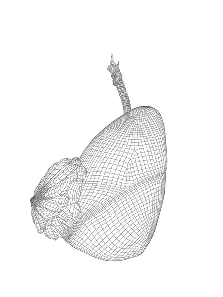 Insan 3d sindirim sistemi — Stok fotoğraf