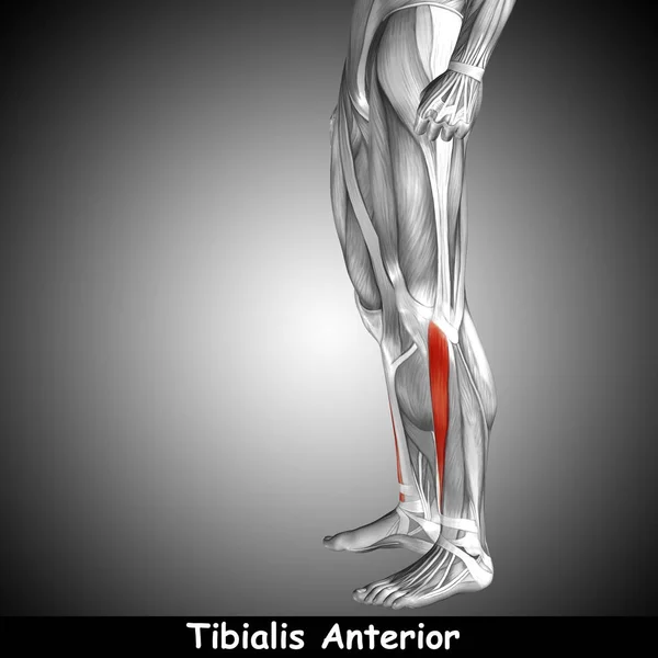 Insan alt bacak anatomisi — Stok fotoğraf