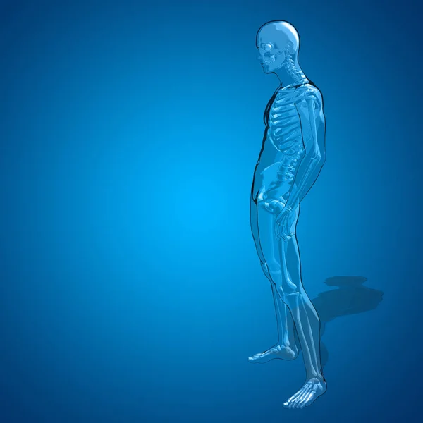 Ilustracja anatomii ludzkiego ciała — Zdjęcie stockowe