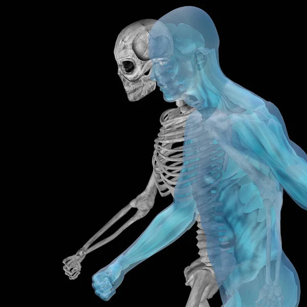 Human anatomy with skeleton — Stock Photo, Image