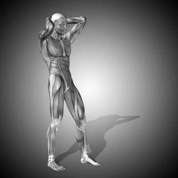 Corpo com músculos de humano forte — Fotografia de Stock