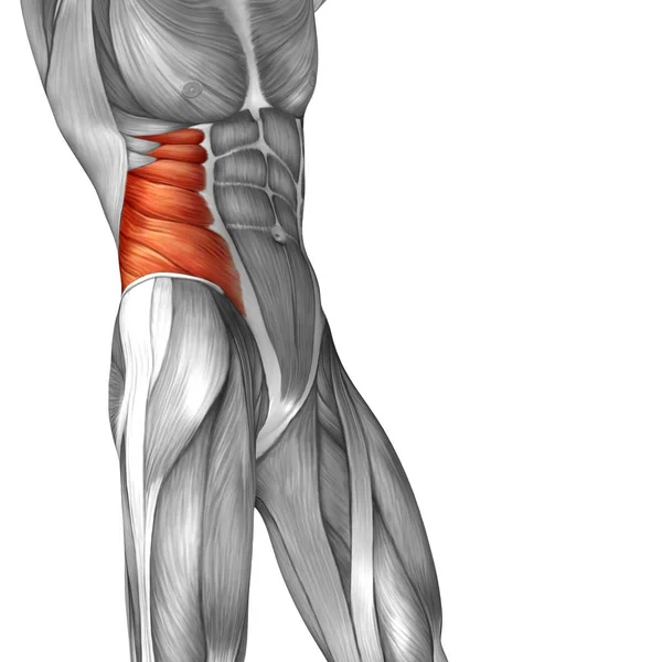 Human obliques muscles — Stock Photo, Image