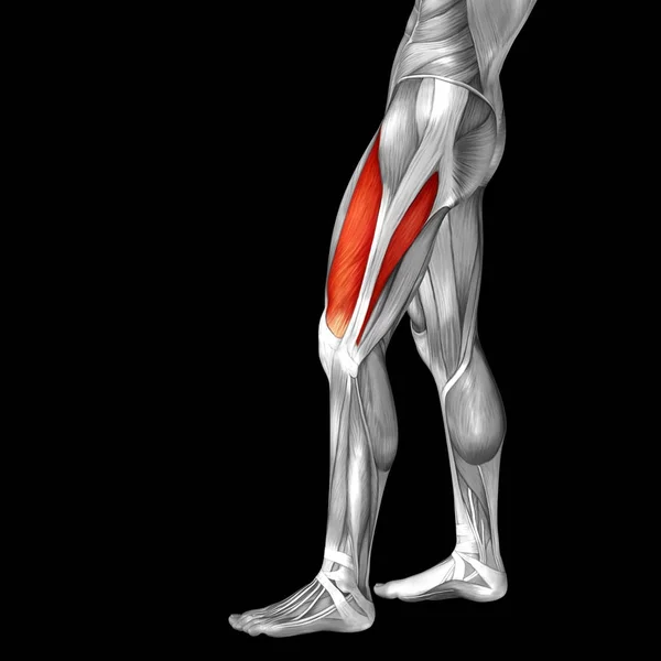 Üst bacak anatomisi — Stok fotoğraf