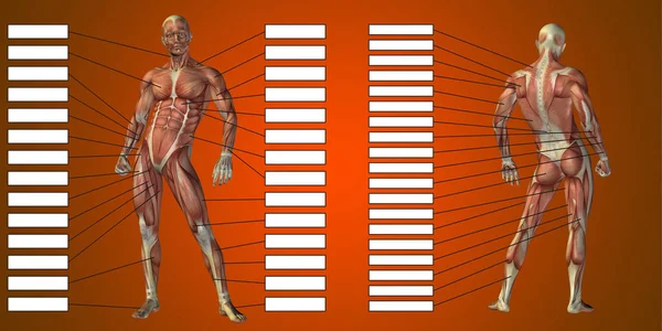 Anatomia humana com caixa de texto — Fotografia de Stock