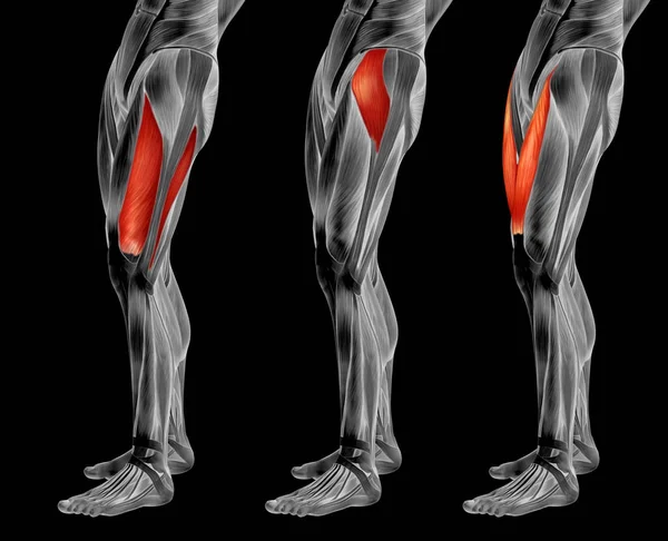 Upper leg anatomy — Stock Photo, Image