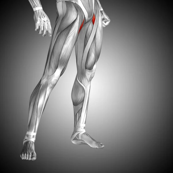Human upper leg anatomy — Stock Photo, Image