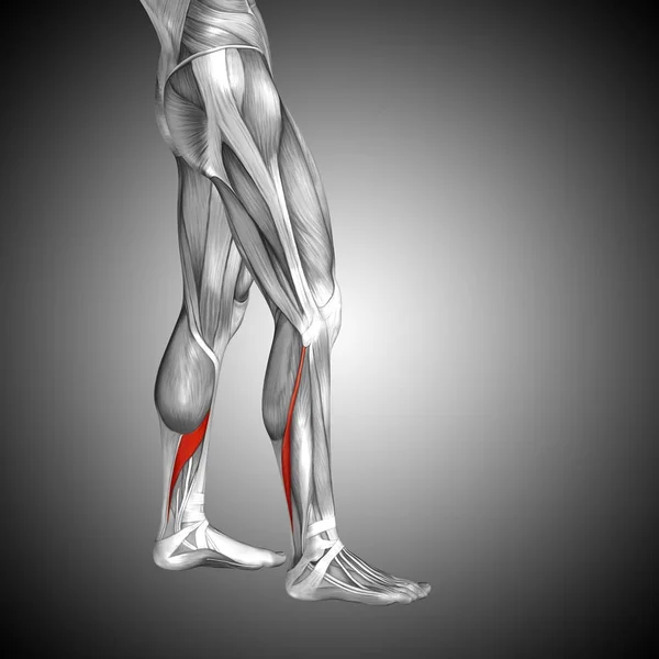 Alacsonyabb lába anatómia — Stock Fotó