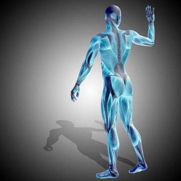 Güçlü insan anatomi vücut kasları ile — Stok fotoğraf