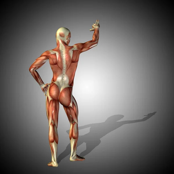 anatomy body with muscles of strong human