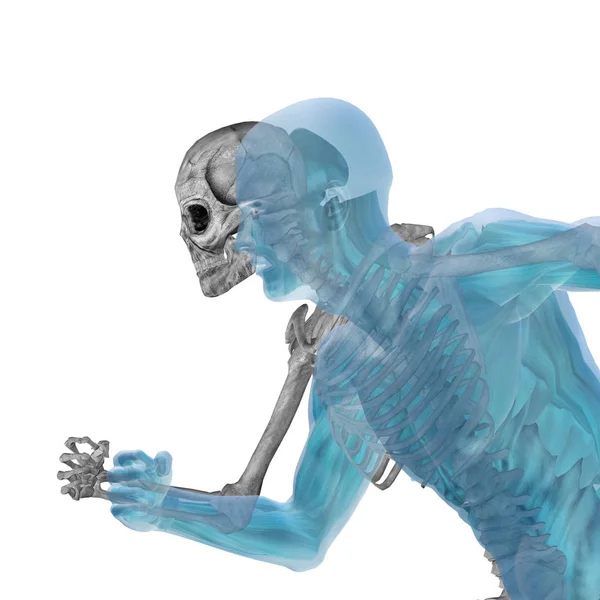 人体解剖与骨架 — 图库照片