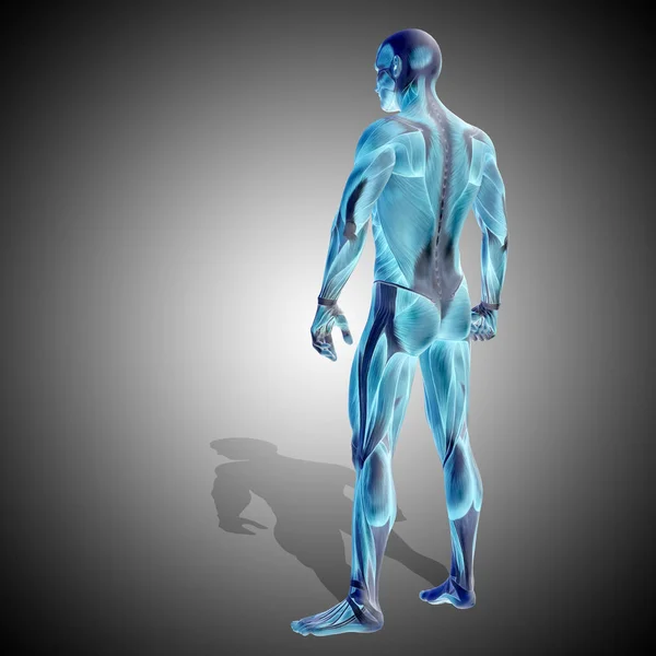 body with muscles of strong human