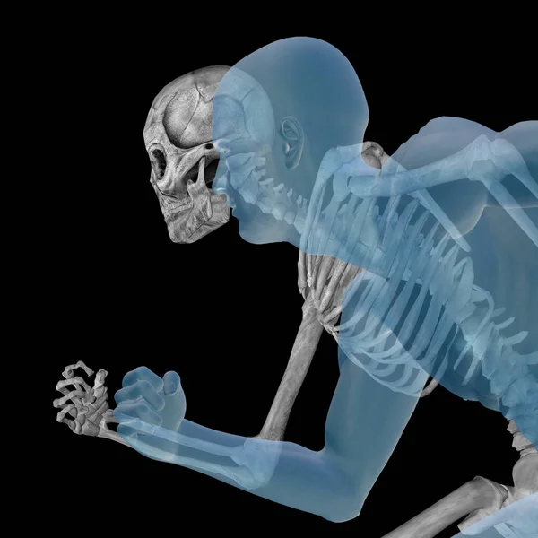 Human anatomy with skeleton — Stock Photo, Image