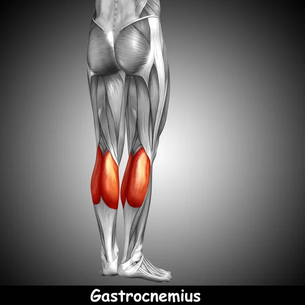  insan alt bacak anatomisi