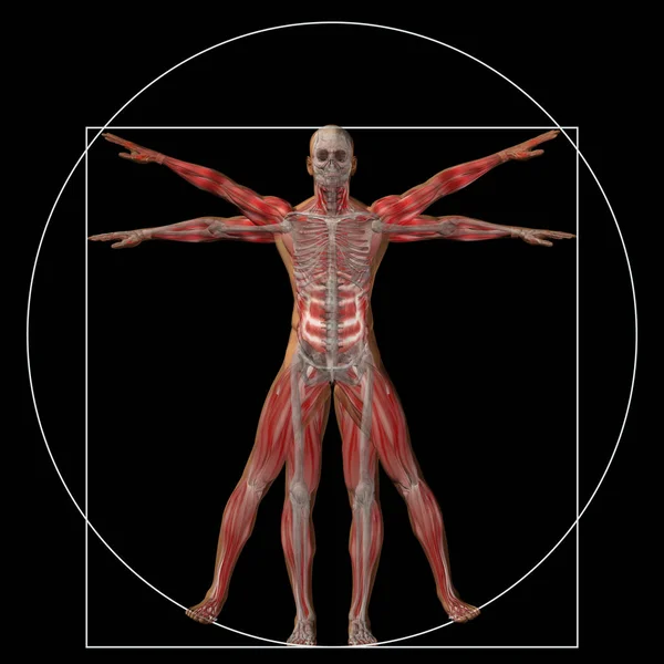 Illustration of human body anatomy — Stock Photo, Image