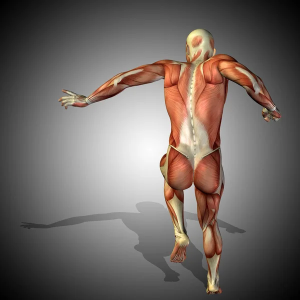 anatomy body with muscles of strong human