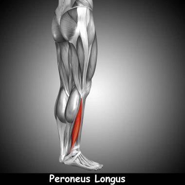 insan alt bacak anatomisi