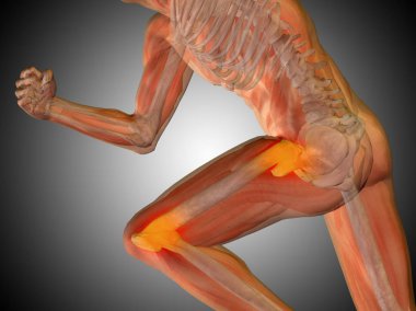 insan vücudu anatomisi gösteren resim