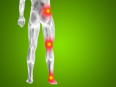 insan daha düşük vücut anatomisi