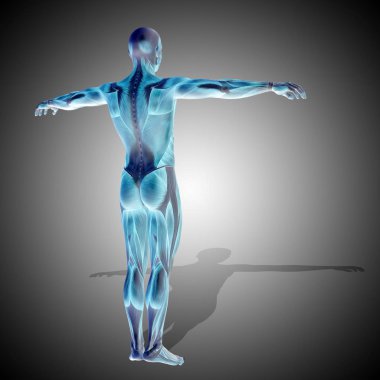 insan vücudu anatomisi gösteren resim