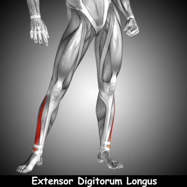 insan alt bacak anatomisi