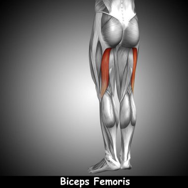 insan üst bacak anatomisi