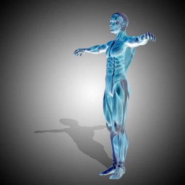 insan anatomisini gösteren resim