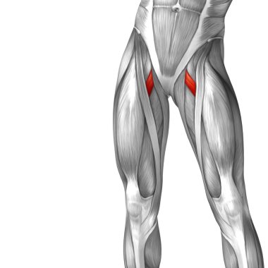 insan üst bacak anatomisi