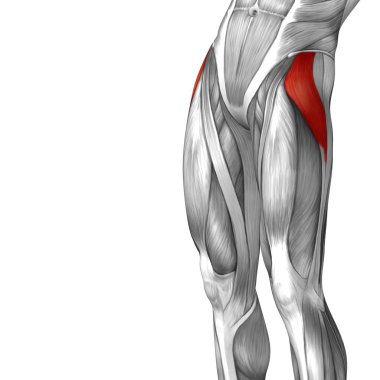 insan üst bacak anatomisi