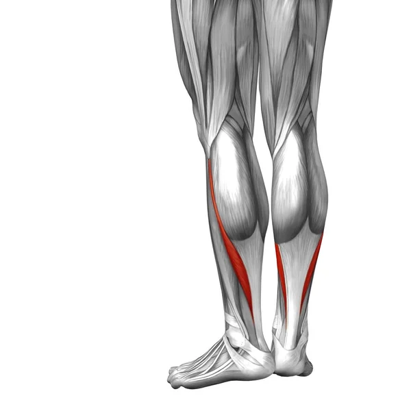 Анатомія нижньої ноги людини — стокове фото