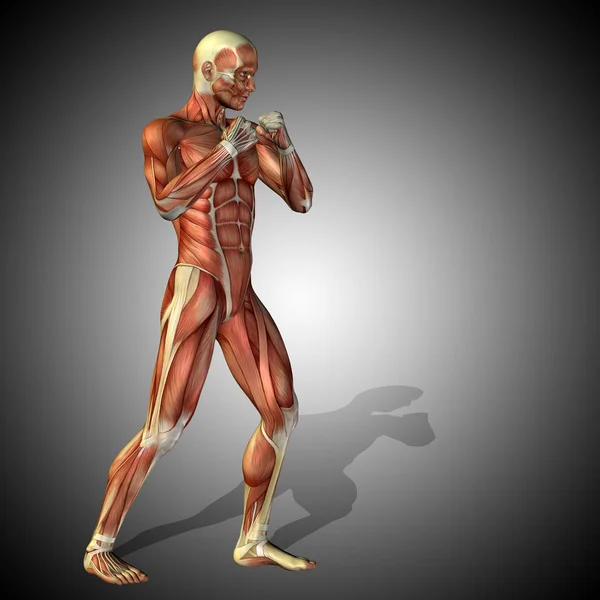 Illustration of human body anatomy — Stock Photo, Image