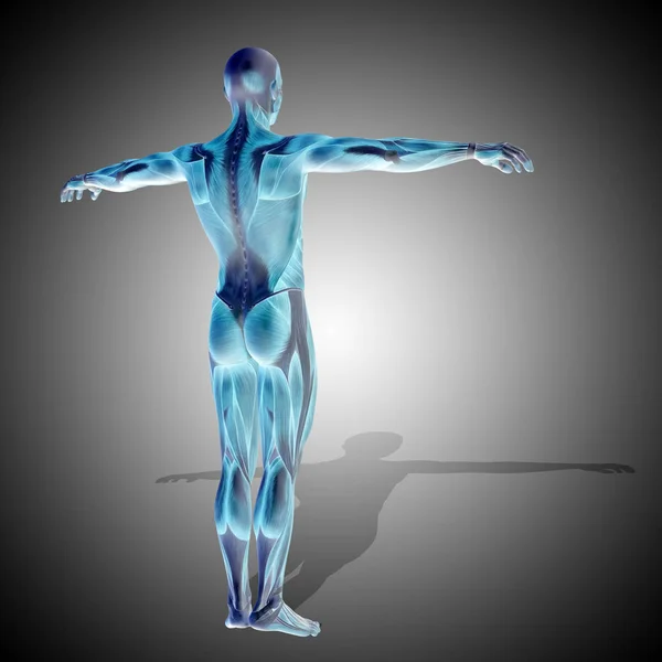 Ilustracja anatomii ludzkiego ciała — Zdjęcie stockowe