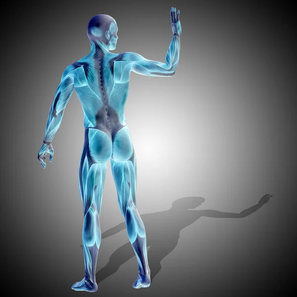 Illustration de l'anatomie du corps humain — Photo