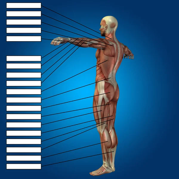 Ilustracja anatomii ludzkiego ciała — Zdjęcie stockowe