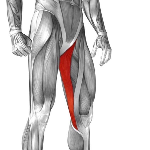 Anatomia człowieka górną część nogi — Zdjęcie stockowe