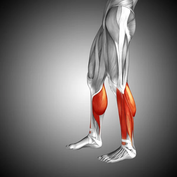 Anatomia człowieka dolnej nogi — Zdjęcie stockowe