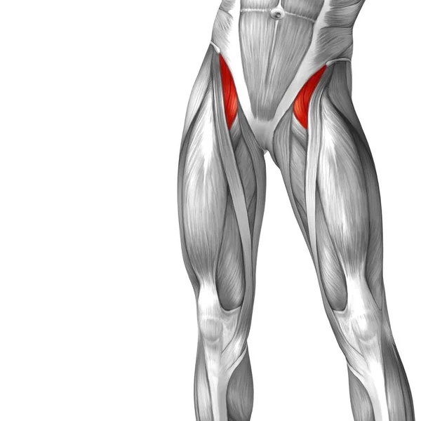 Human upper leg anatomy — Stock Photo, Image