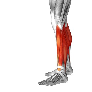 insan alt bacak anatomisi