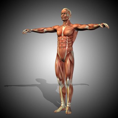 insan vücudu anatomisi gösteren resim