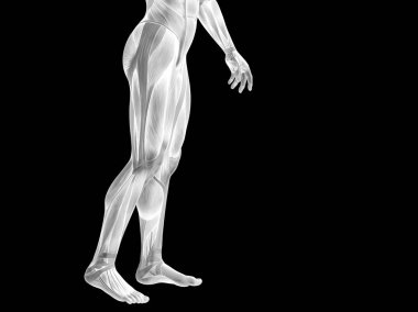 insan daha düşük vücut anatomisi